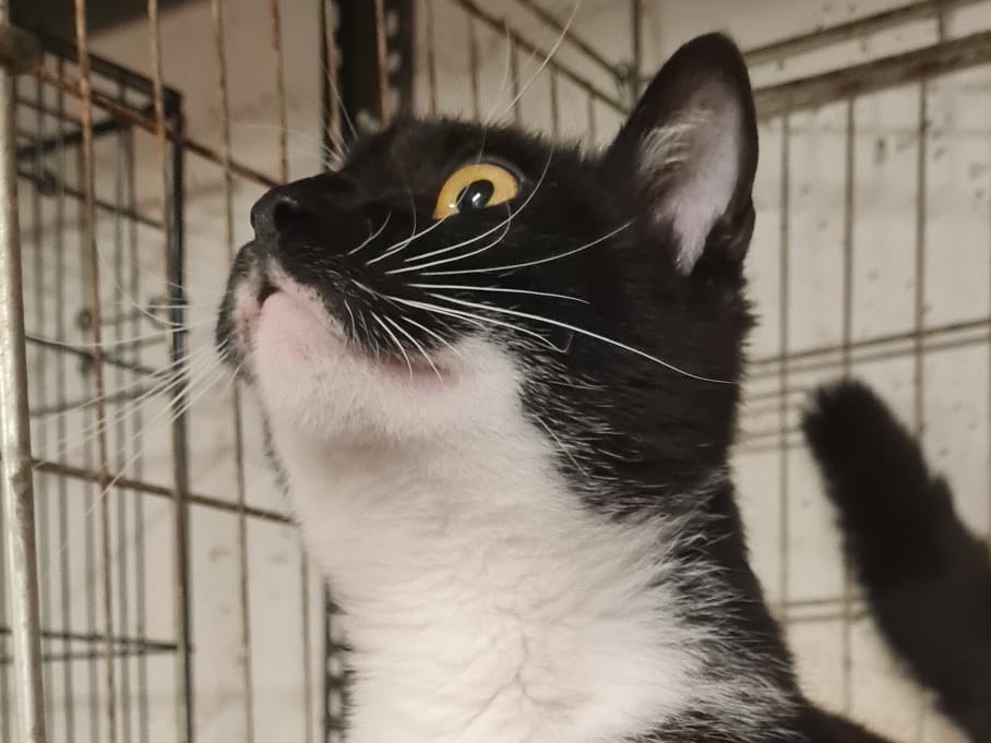Adotta il gatto Skate a Trento