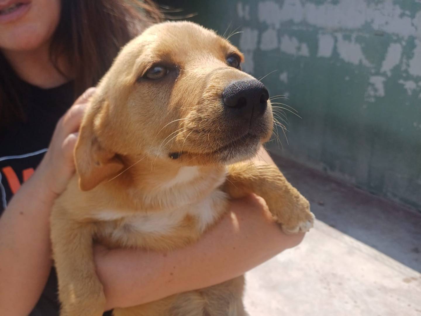 Vuoi adottare un cane a Caserta?