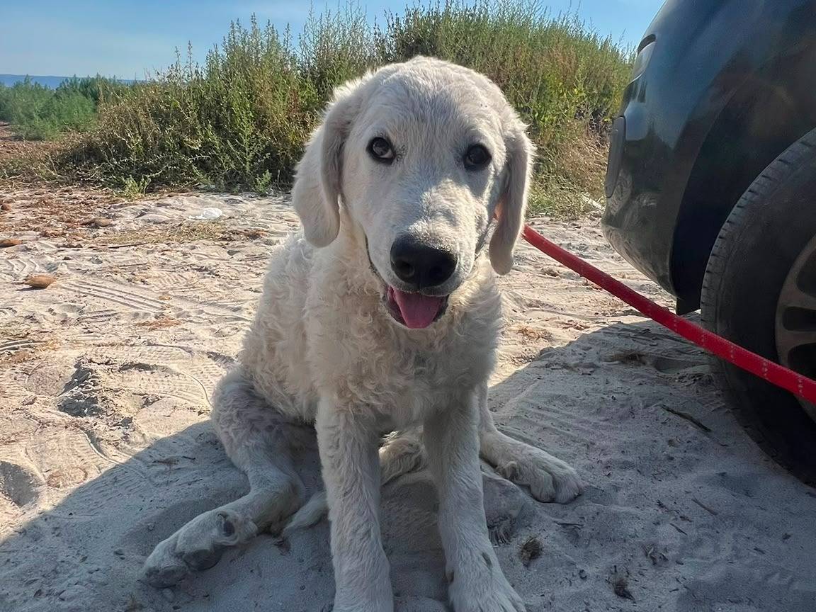 Adotta un cane, maschio, 3 mesi, Siracusa
