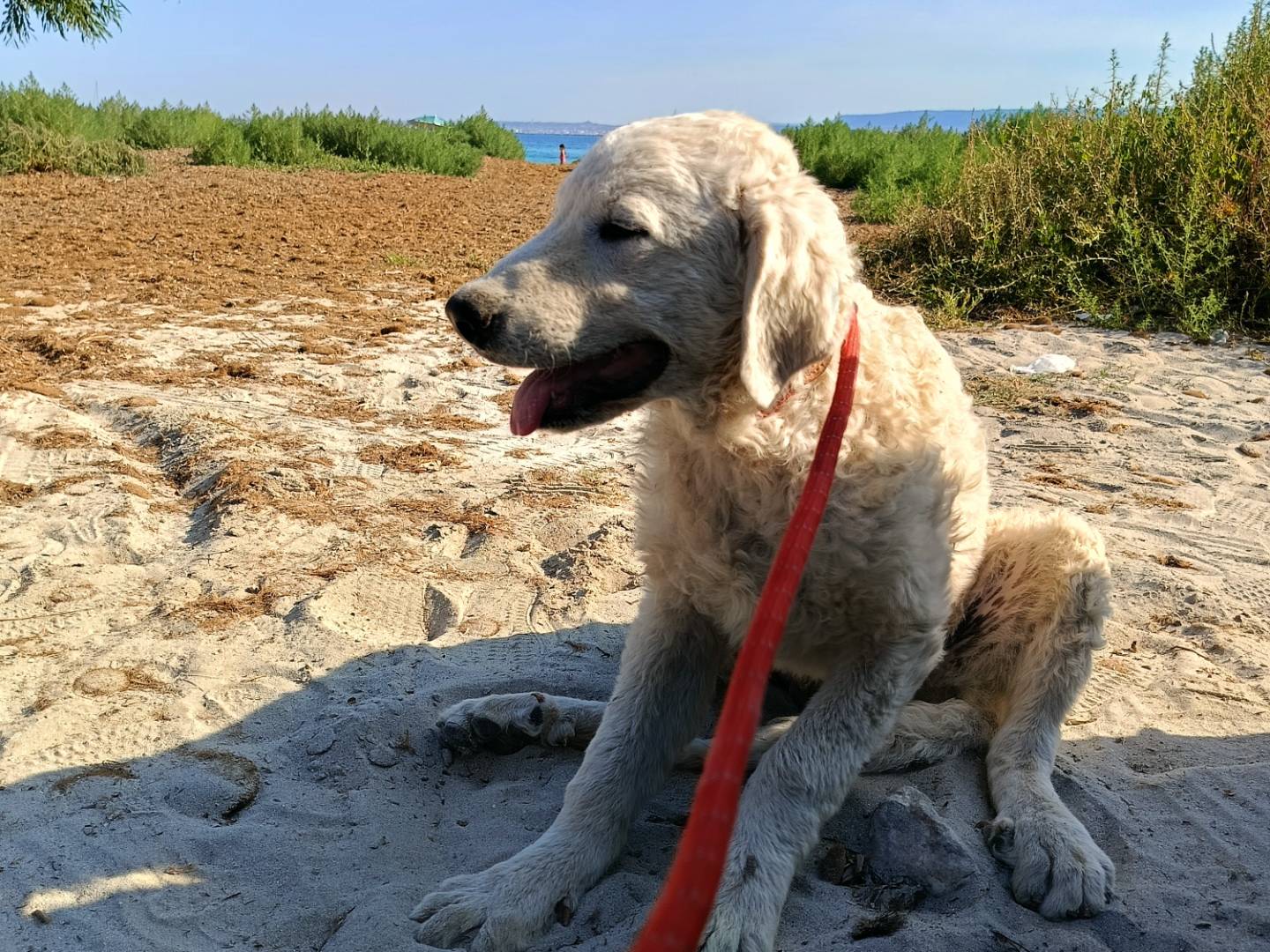 Vuoi adottare un cane a Siracusa?