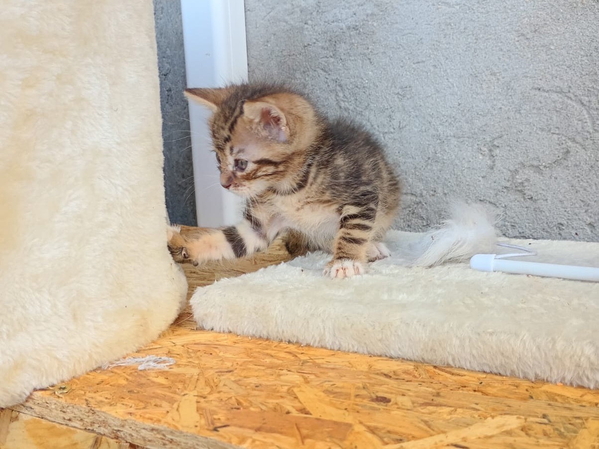 Adotta un gatto, maschio, 1 mese, Modena