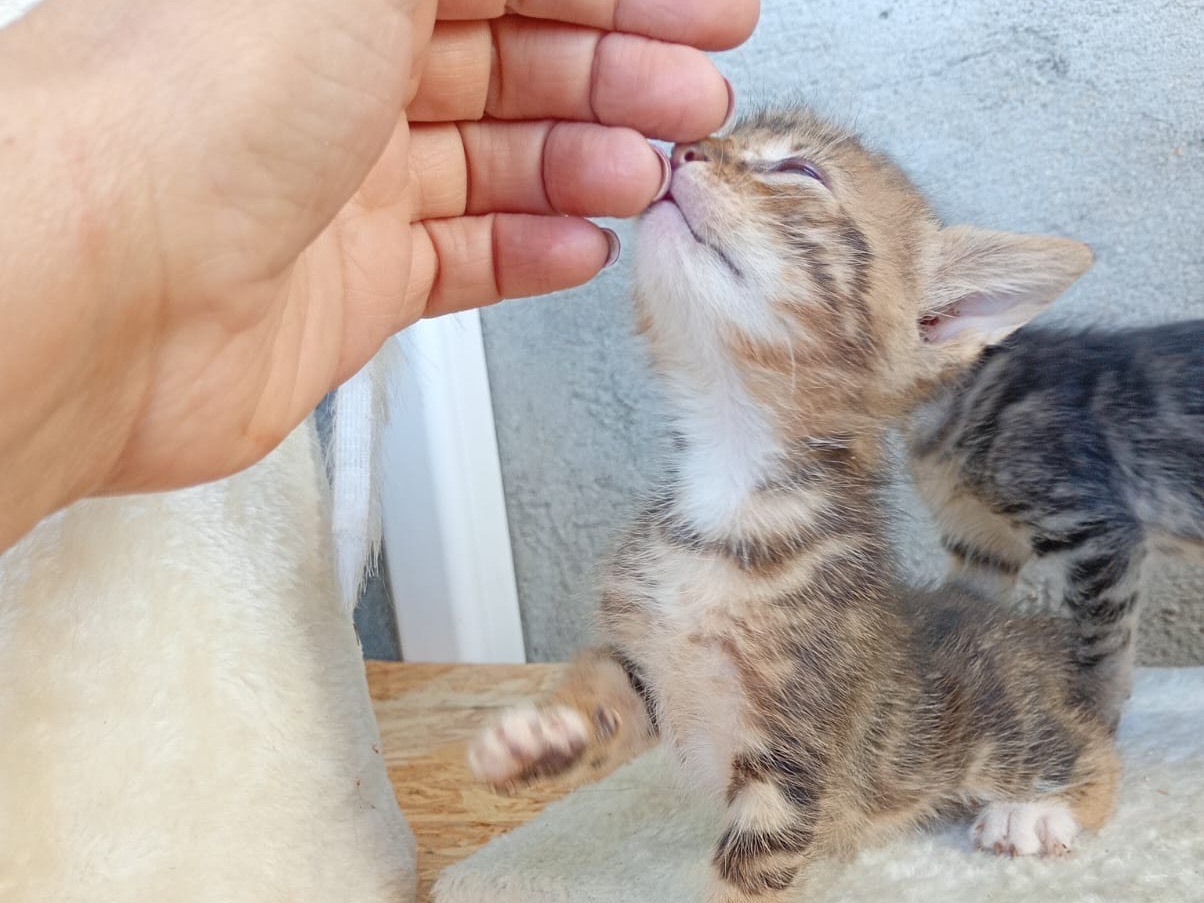 Adotta un gatto, taglia non valida, maschio, Modena