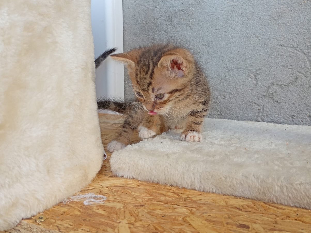 Vuoi adottare un gatto a Modena?