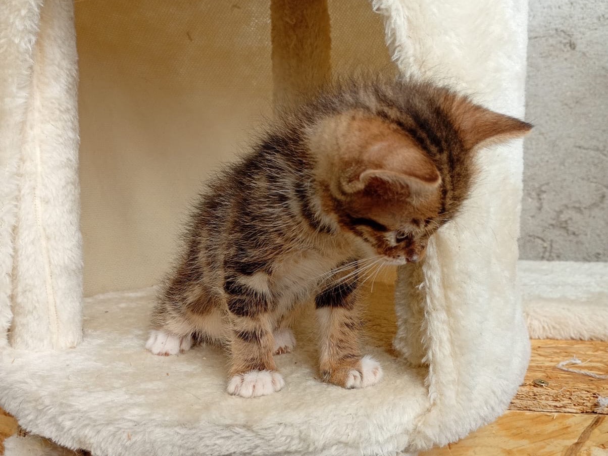 Adotta il gatto Kiwi a Modena