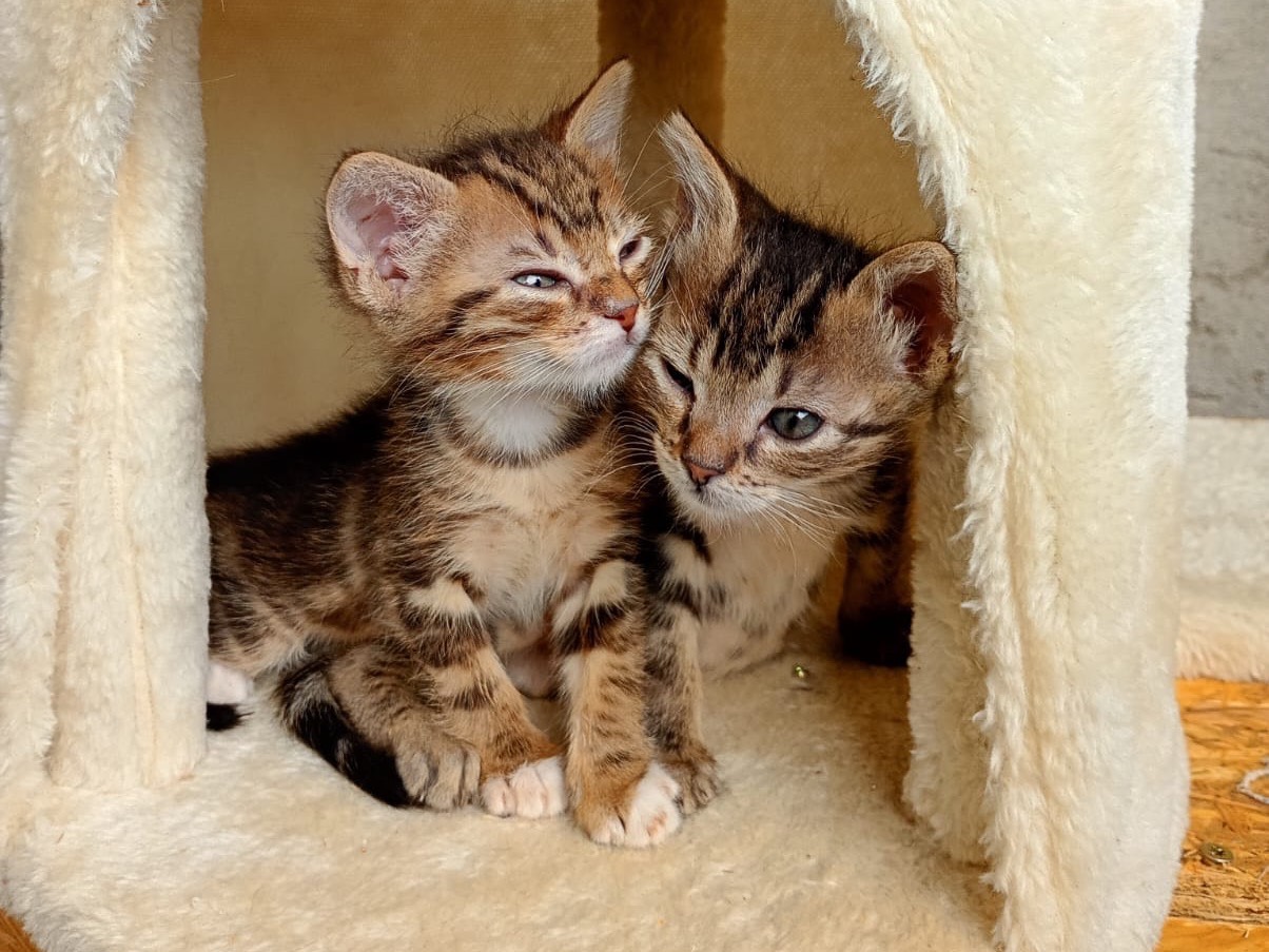 Adozione gatto, maschio, Razza sconosciuta Razza sconosciuta, 1 mese, taglia non valida, Bergamo