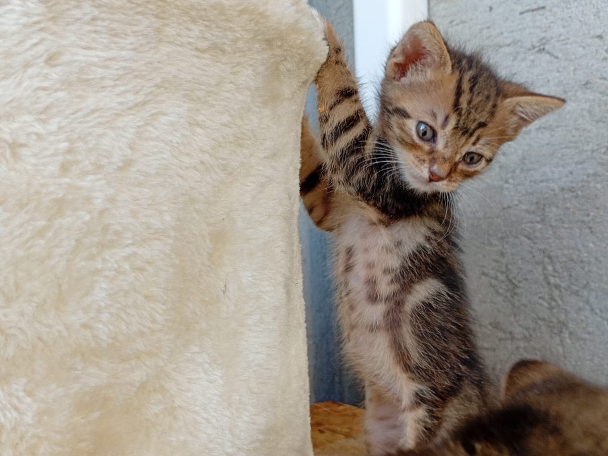 Adotta un gatto, maschio, 1 mese, Bergamo