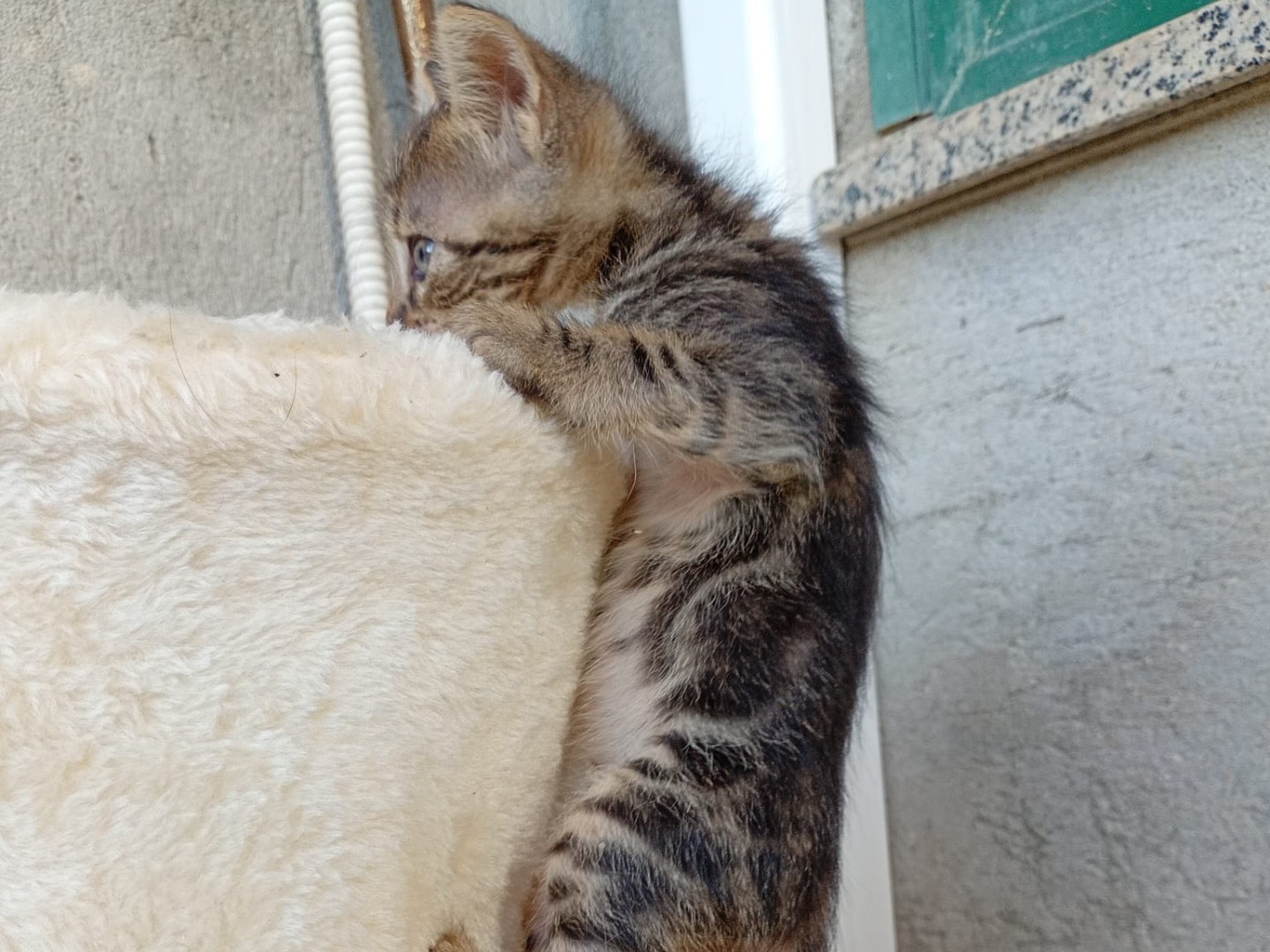 Adotta un gatto, taglia non valida, maschio, Bergamo