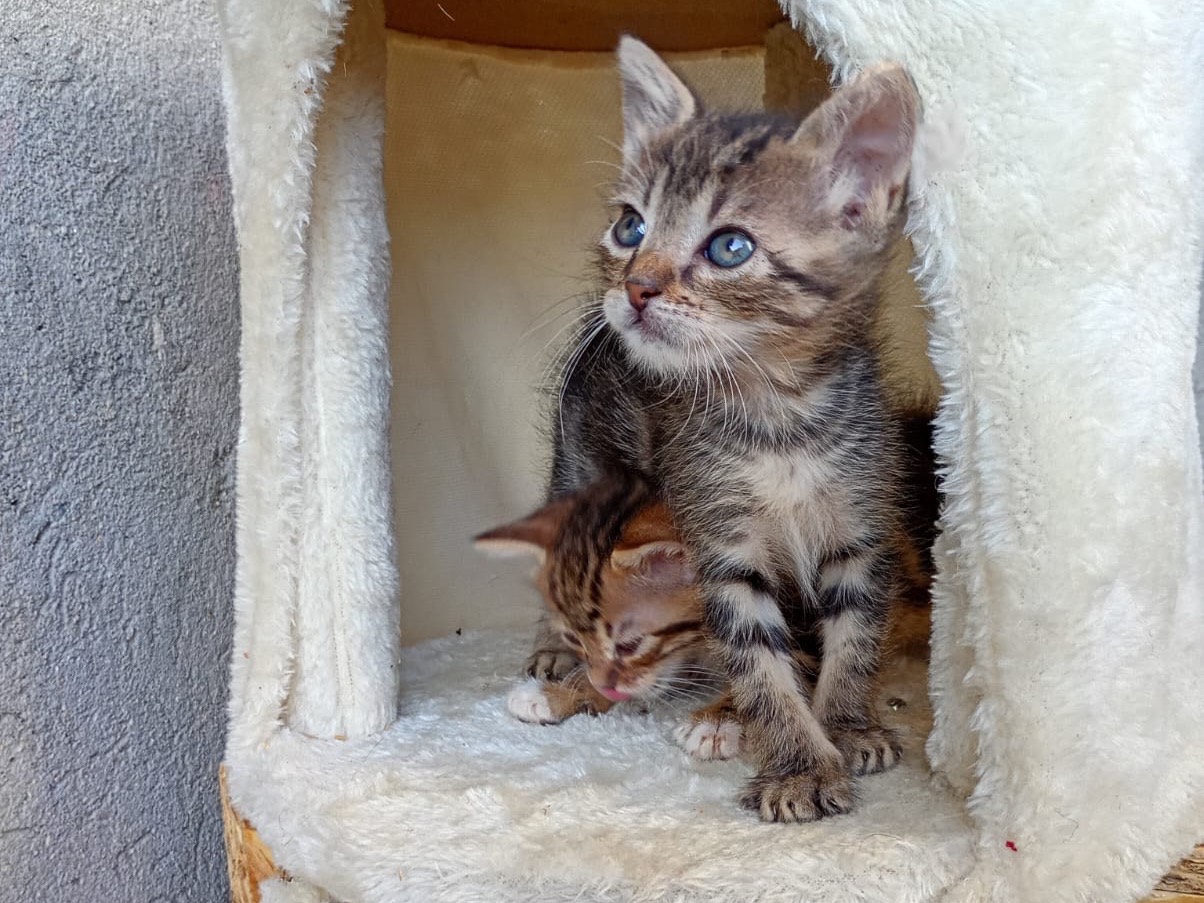 Vuoi adottare un gatto a Bergamo?