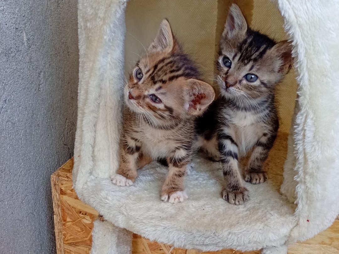 Adotta il gatto Melon a Bergamo