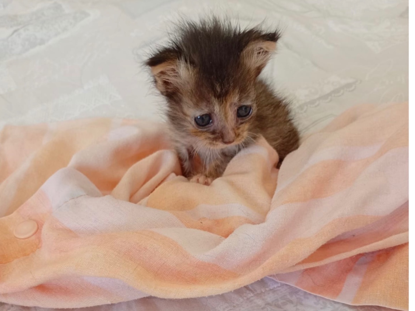 Adozione gatto, femmina, Razza sconosciuta Razza sconosciuta, 2 settimane, taglia non valida, Roma