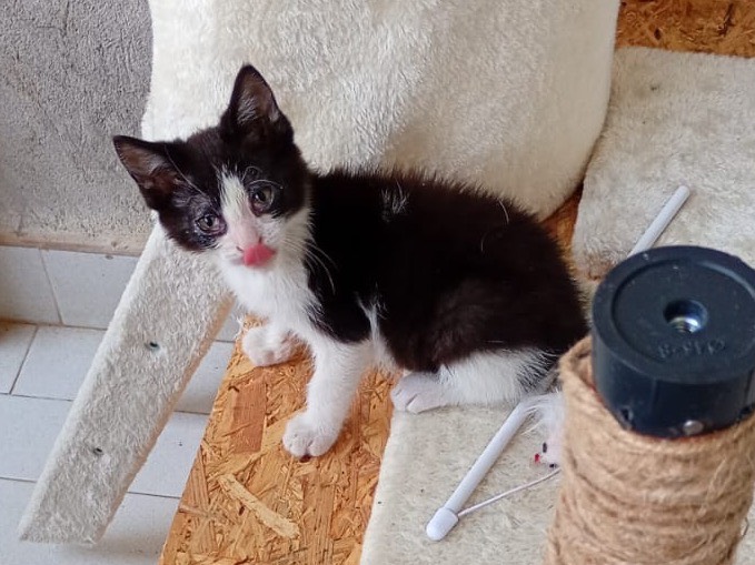 Adozione gatto, maschio, Razza sconosciuta Razza sconosciuta, 1 mese, taglia non valida, Genova