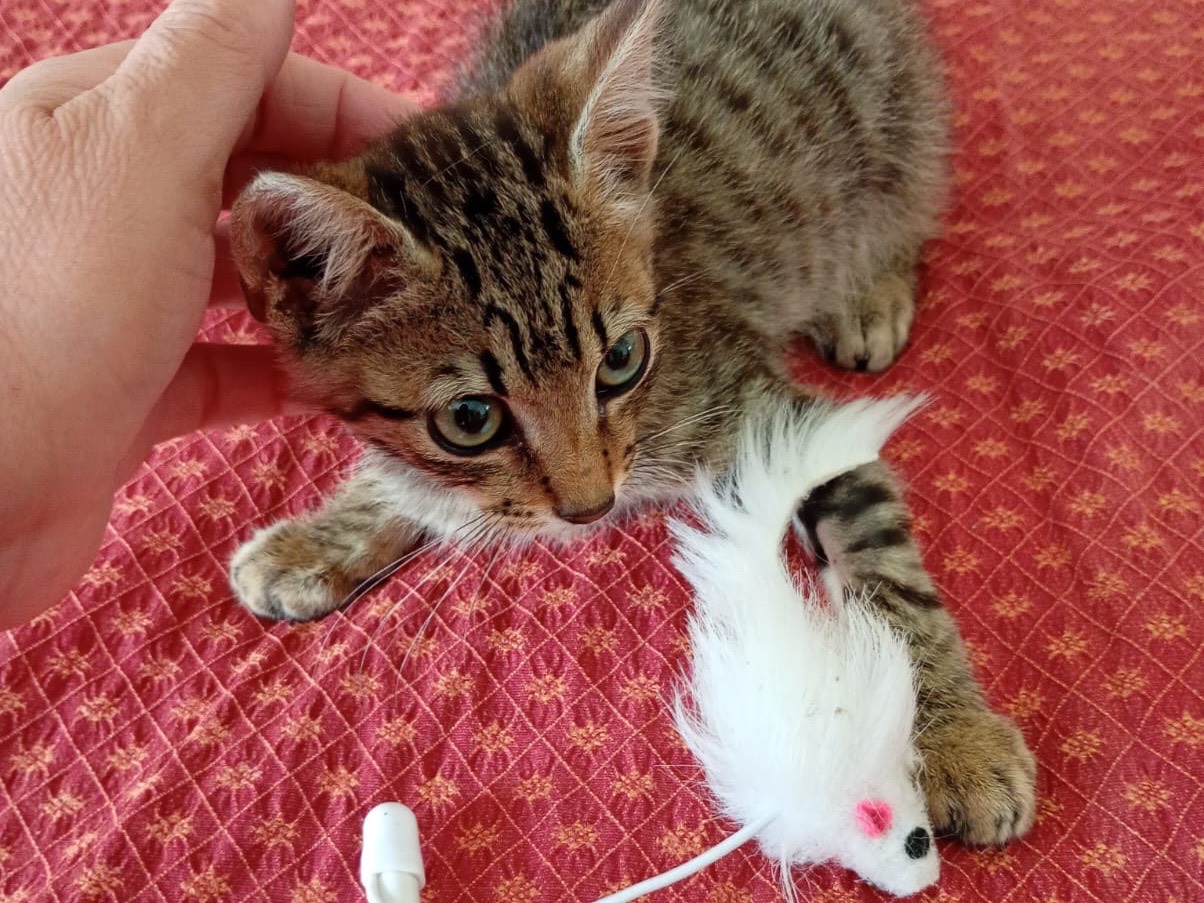 Adozione gatto, maschio, Razza sconosciuta Razza sconosciuta, 2 mesi, taglia non valida, Milano