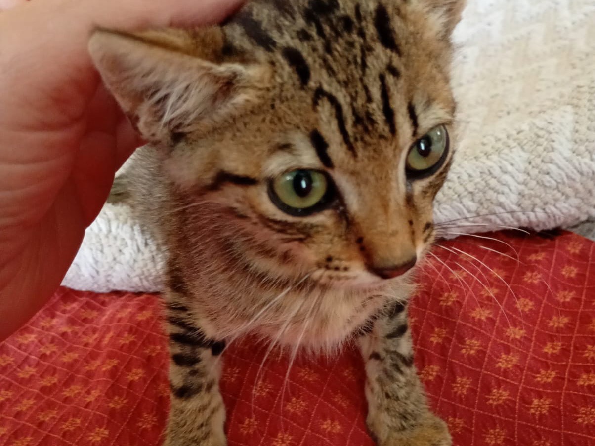 Adotta un gatto, maschio, 2 mesi, Milano