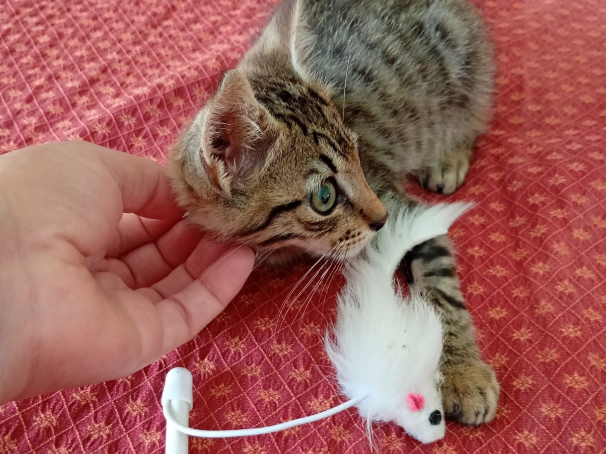 Adotta un gatto, taglia non valida, maschio, Milano