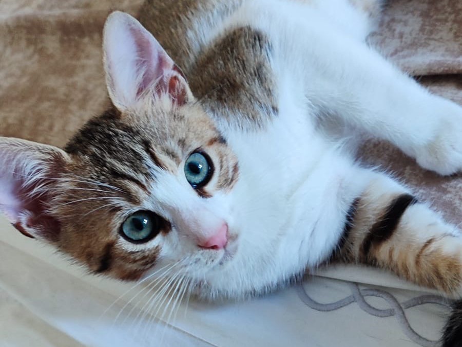 Adozione gatto, maschio, Razza sconosciuta Razza sconosciuta, 3 mesi, taglia non valida, Milano