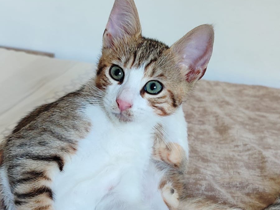 Adotta un gatto, maschio, 3 mesi, Milano