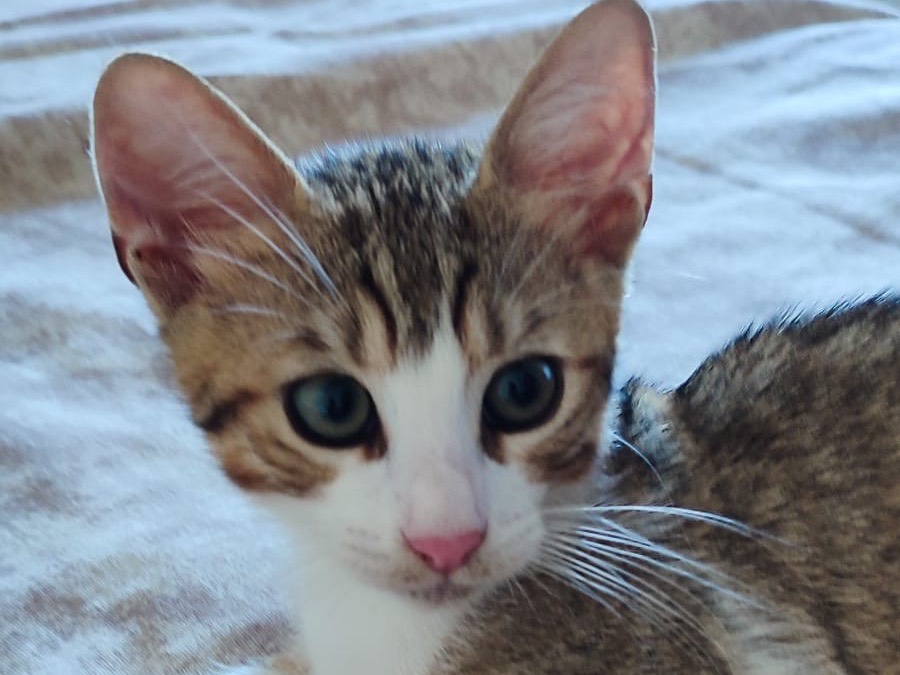 Adotta un gatto, taglia non valida, maschio, Milano