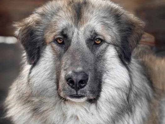 Adozione cane, maschio, Pastore della Russia meridionale Razza sconosciuta, 1 anno e 2 mesi, taglia gigante, Crotone