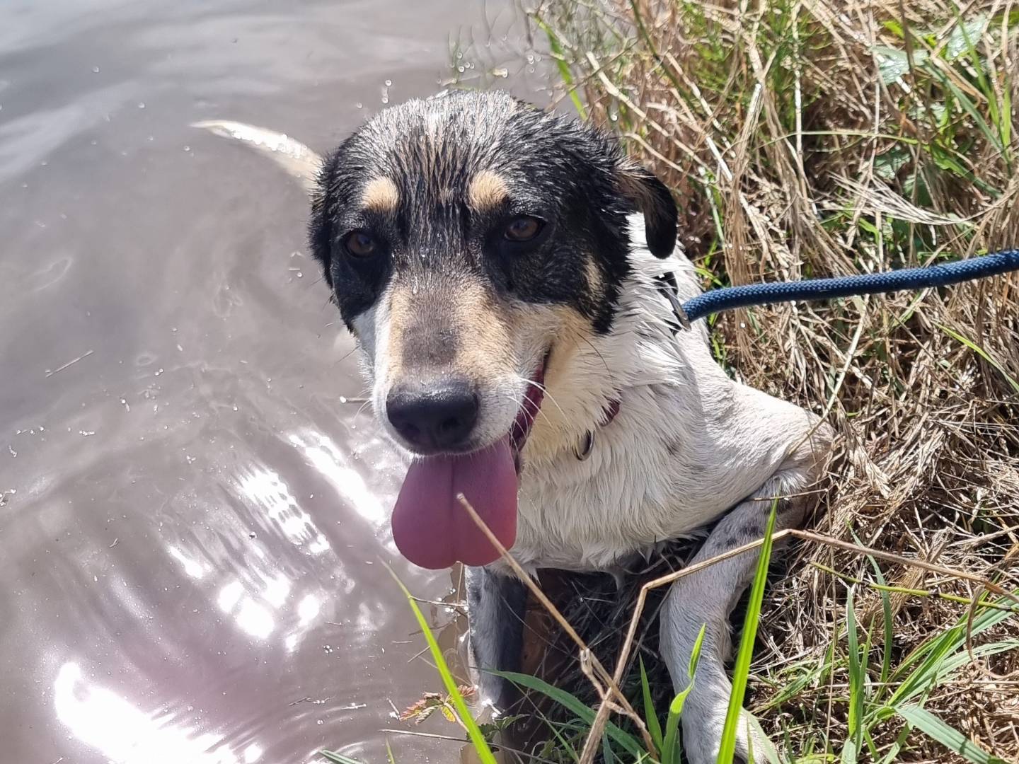 Adozione cane, femmina, Razza sconosciuta Razza sconosciuta, 2 anni e 3 mesi, taglia media, Pavia