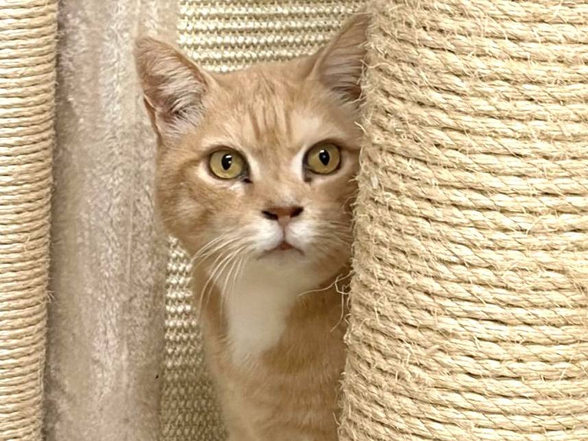 Adozione gatto, maschio, Razza sconosciuta Razza sconosciuta, 9 anni, taglia non valida, Milano