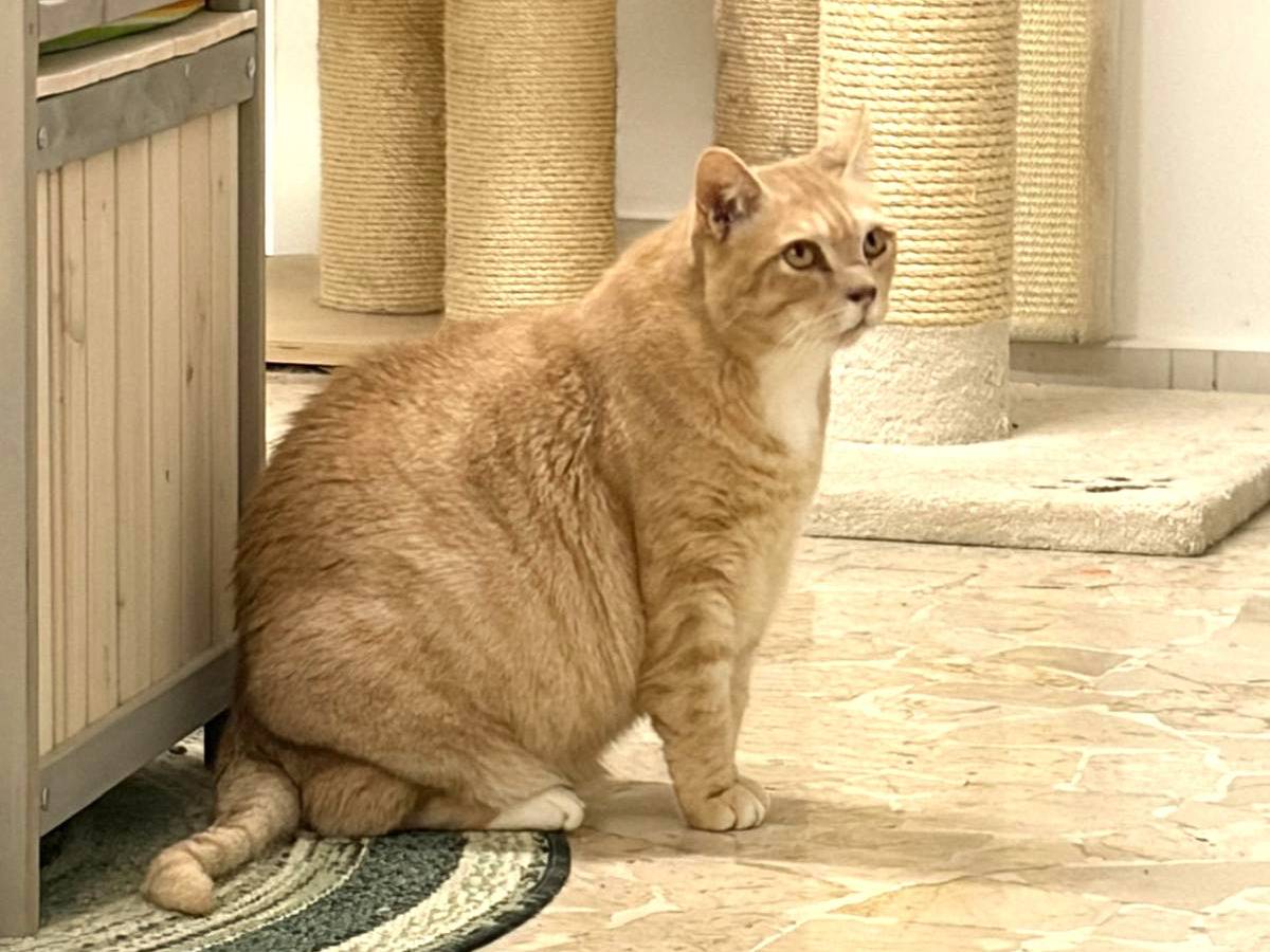 Adotta un gatto, maschio, 9 anni, Milano