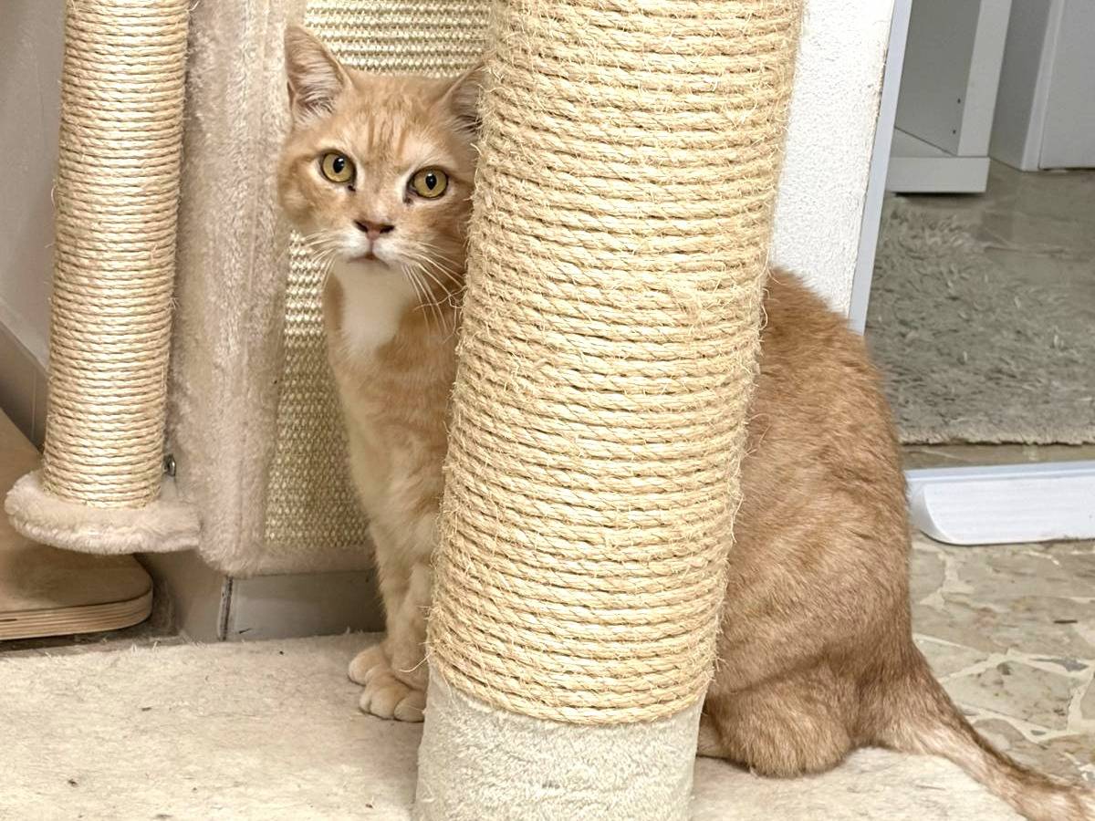 Adotta un gatto, taglia non valida, maschio, Milano
