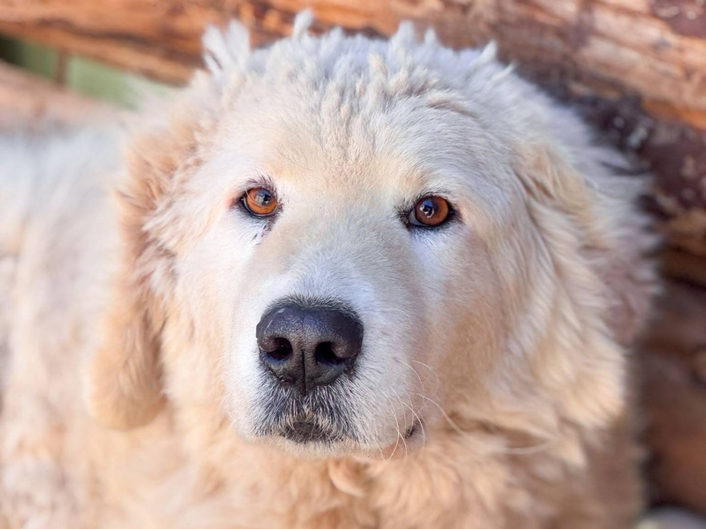 Adozione cane, femmina, Pastore maremmano Razza sconosciuta, 2 anni e 1 mese, taglia grande, Crotone