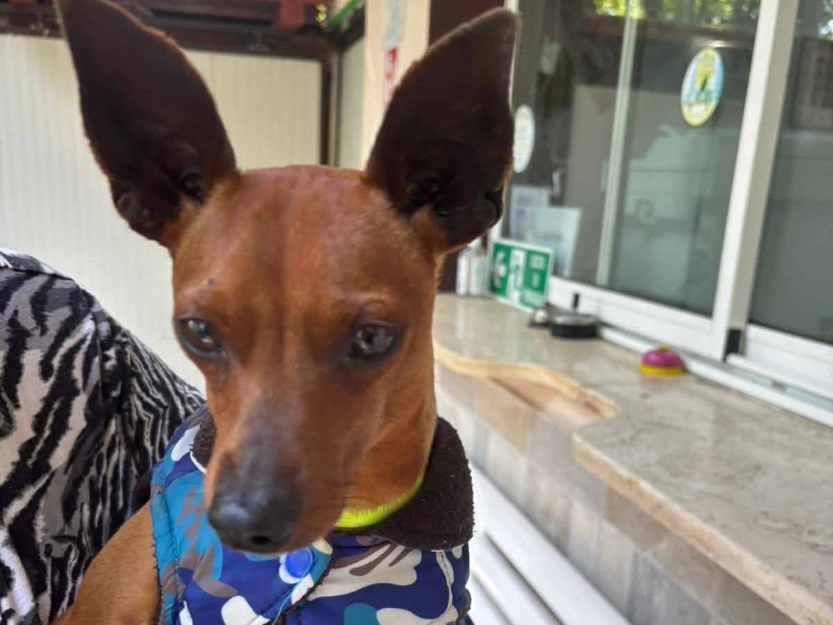 Adozione cane, maschio, Razza sconosciuta Razza sconosciuta, 2 anni e 5 mesi, taglia piccola, Frosinone
