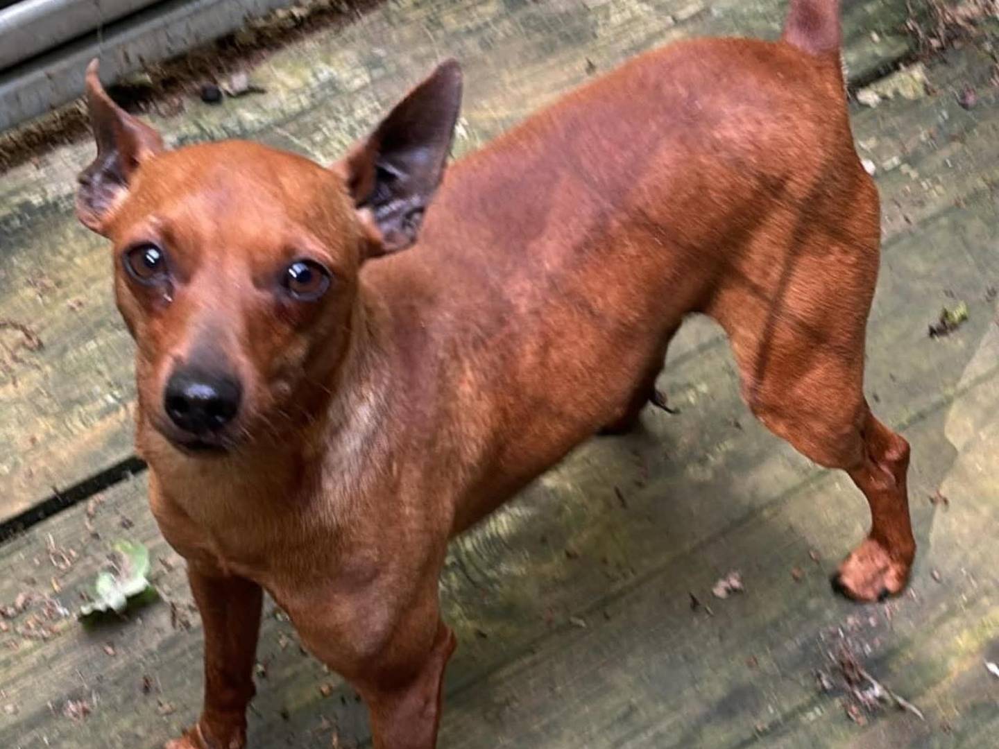 Adotta un cane, maschio, 2 anni e 5 mesi, Frosinone