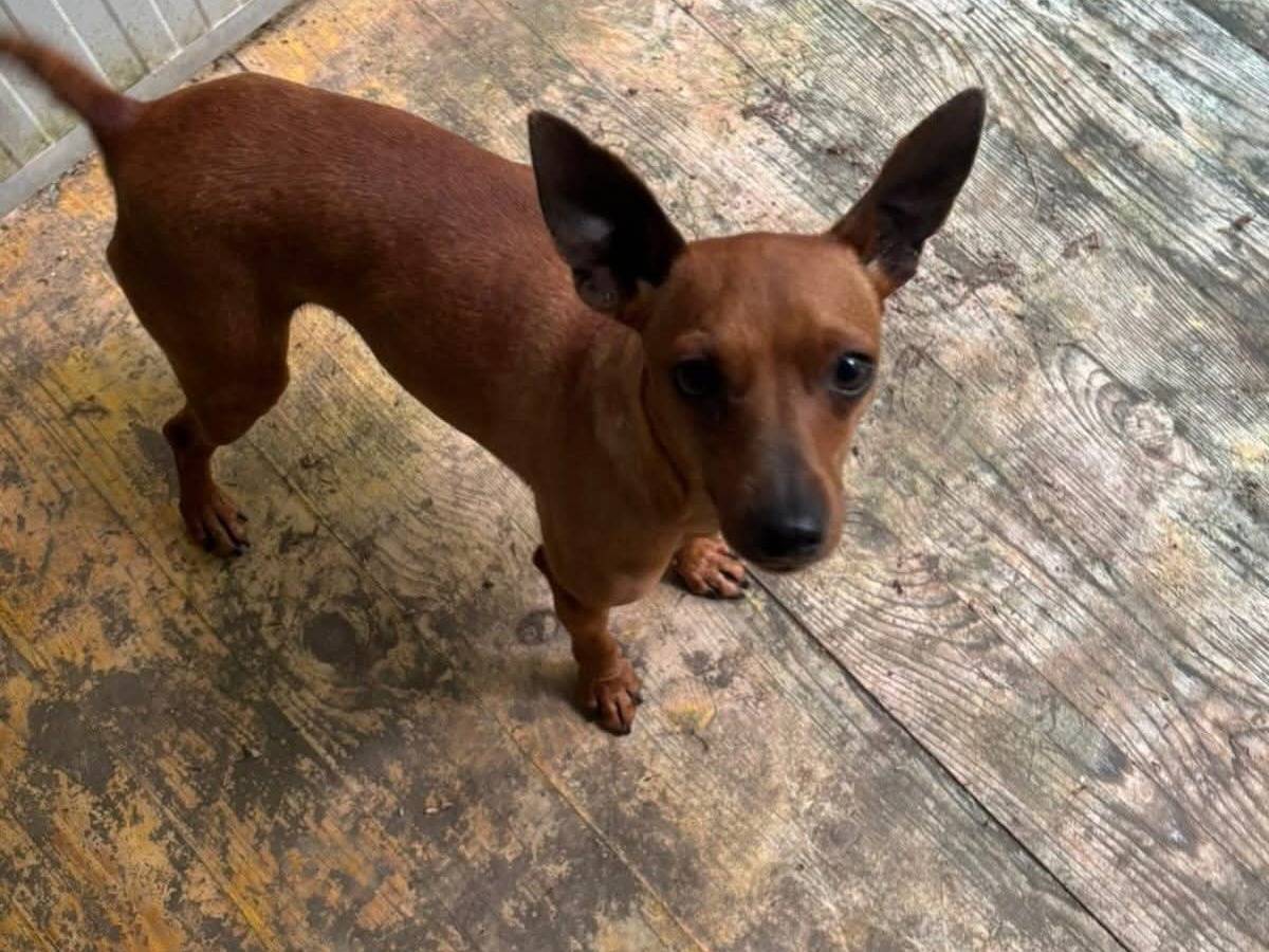 Adotta un cane, taglia piccola, maschio, Frosinone