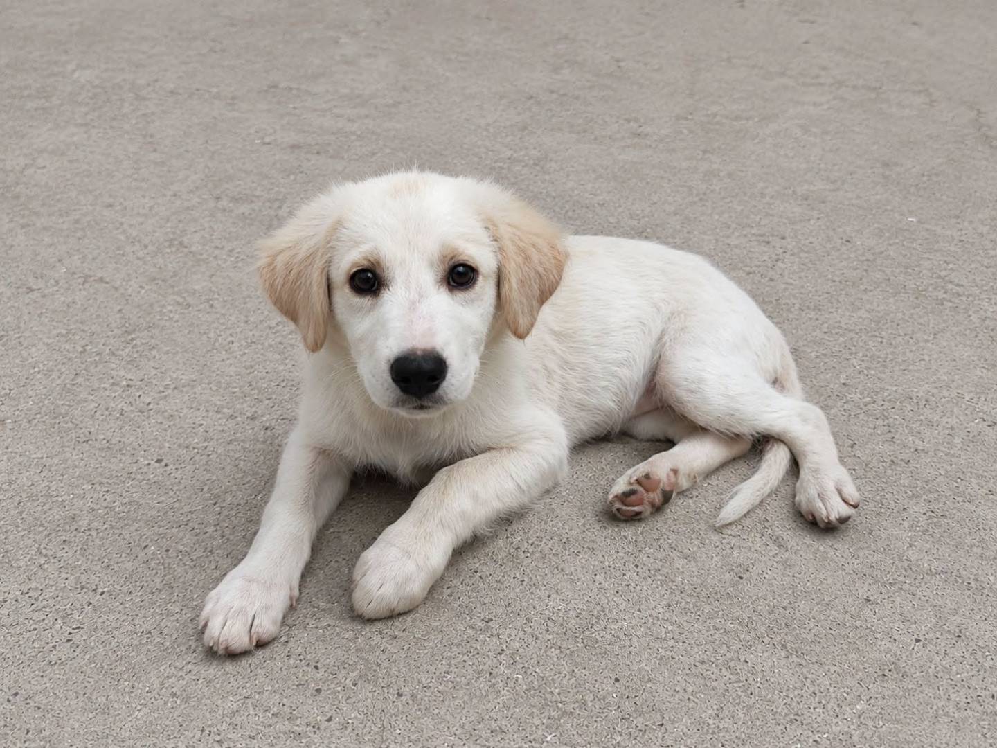 Adozione cane, femmina, Razza sconosciuta Razza sconosciuta, 3 mesi, taglia media, Crotone