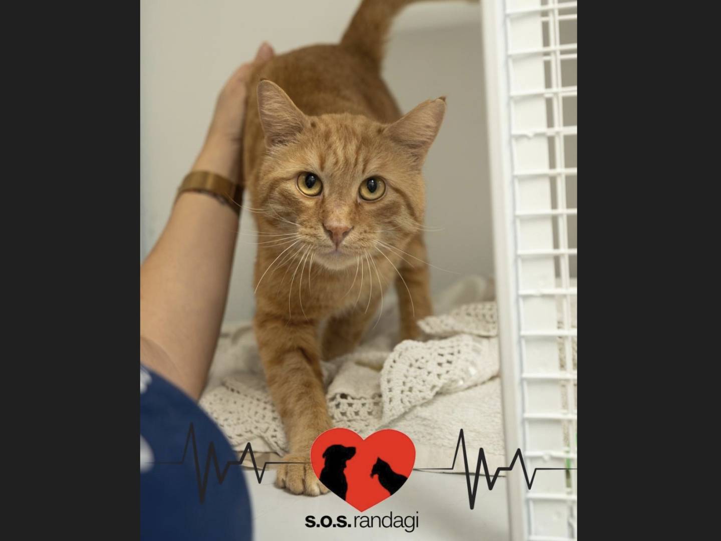 Adozione gatto, maschio, Razza sconosciuta Razza sconosciuta, 2 anni e 3 mesi, taglia non valida, Milano