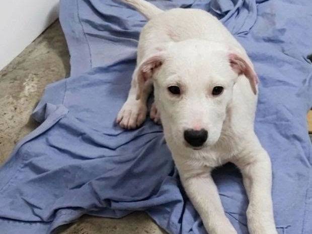 Adozione cane, maschio, Razza sconosciuta Razza sconosciuta, 3 mesi, taglia media, Crotone