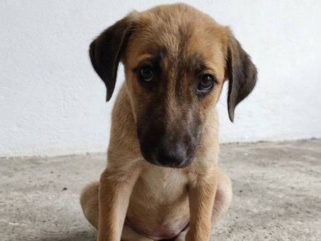 Adozione cane, femmina, Razza sconosciuta Razza sconosciuta, 3 mesi, taglia media, Crotone