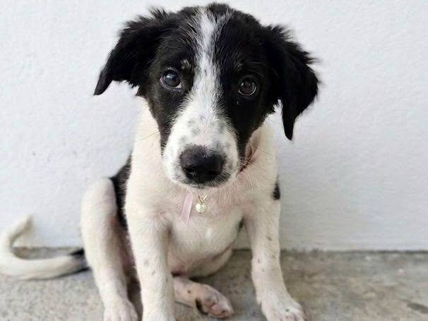 Adozione cane, femmina, Razza sconosciuta Razza sconosciuta, 3 mesi, taglia media, Crotone