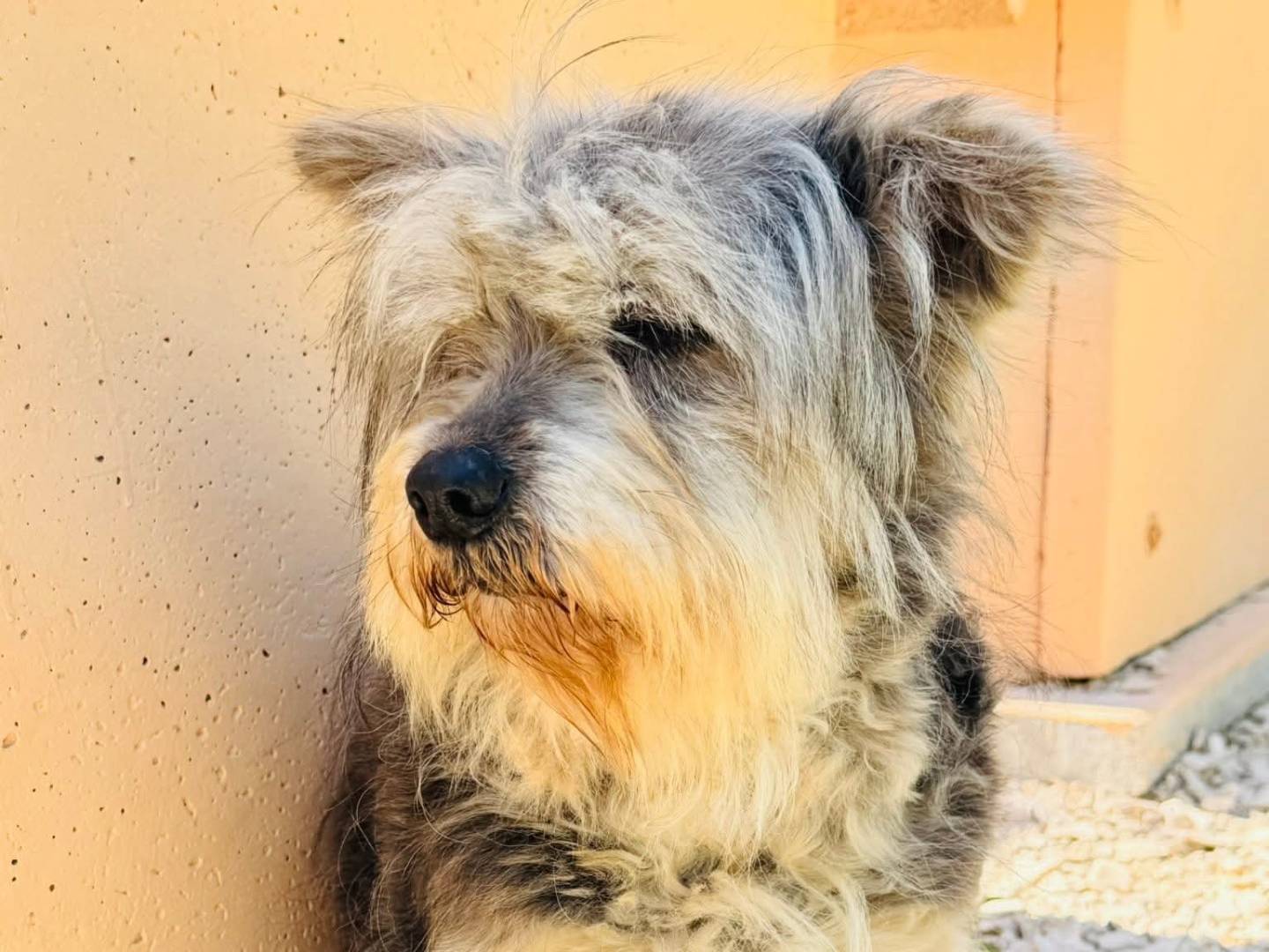 Vuoi adottare un cane a Milano?