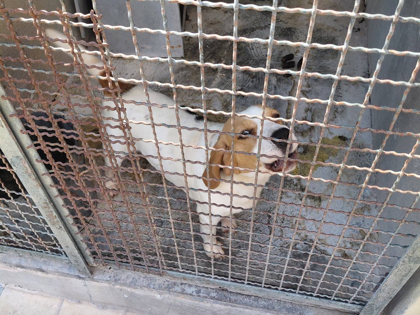 Adozione cane, femmina, Beagle  Razza sconosciuta, 3 anni e 5 mesi, taglia media contenuta, Caserta