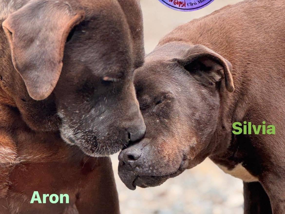 Adozione cane, maschio, Pitbull Razza sconosciuta, 10 anni, taglia grande, Crotone