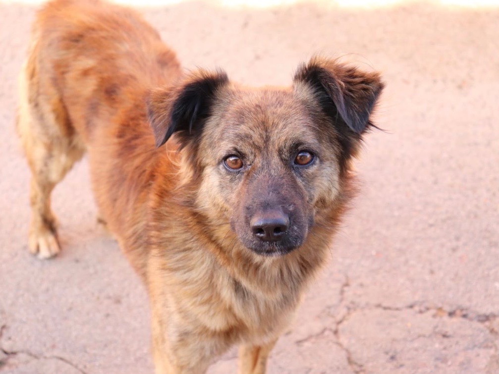 Adozione cane, maschio, Razza sconosciuta Razza sconosciuta, 5 anni e 5 mesi, taglia media contenuta, Sud