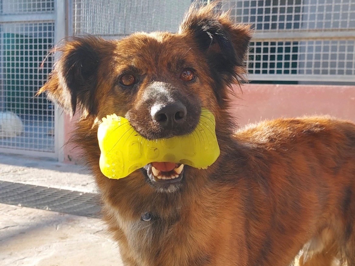 Adotta un cane, maschio, 5 anni e 5 mesi, Sud