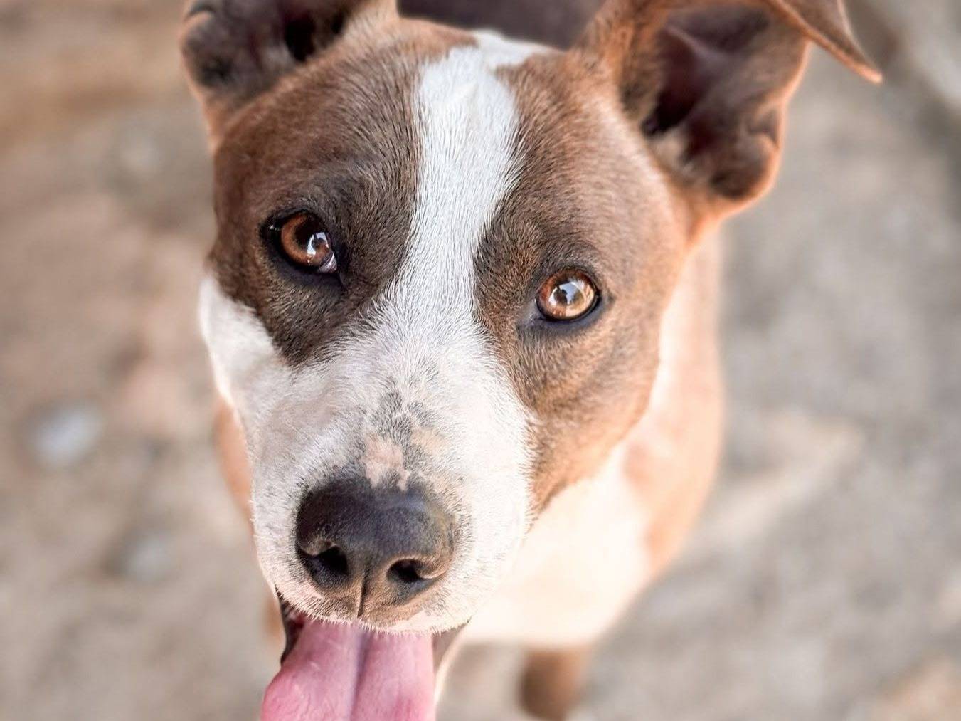 Adozione cane, maschio, Razza sconosciuta Razza sconosciuta, 1 anno e 3 mesi, taglia media contenuta, Crotone