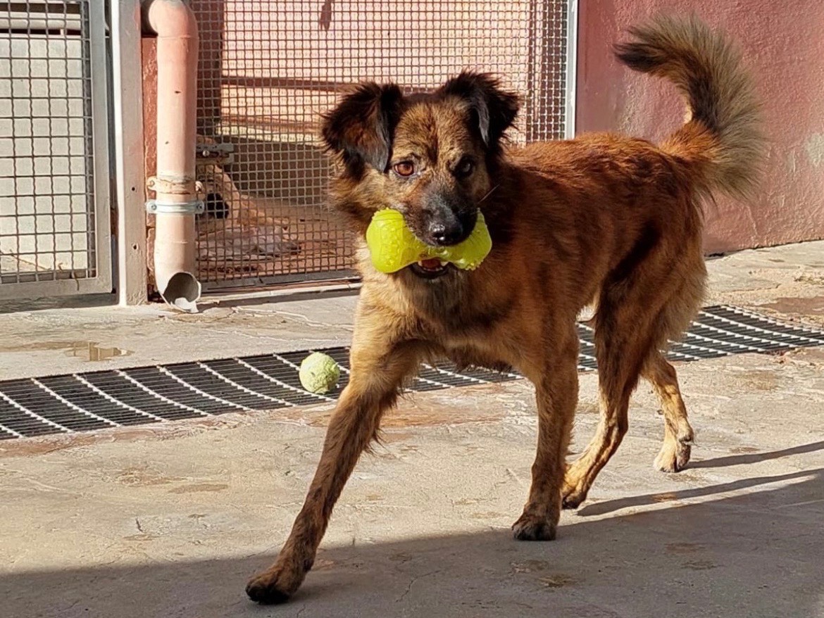 Adotta un cane, taglia media contenuta, maschio, Sud