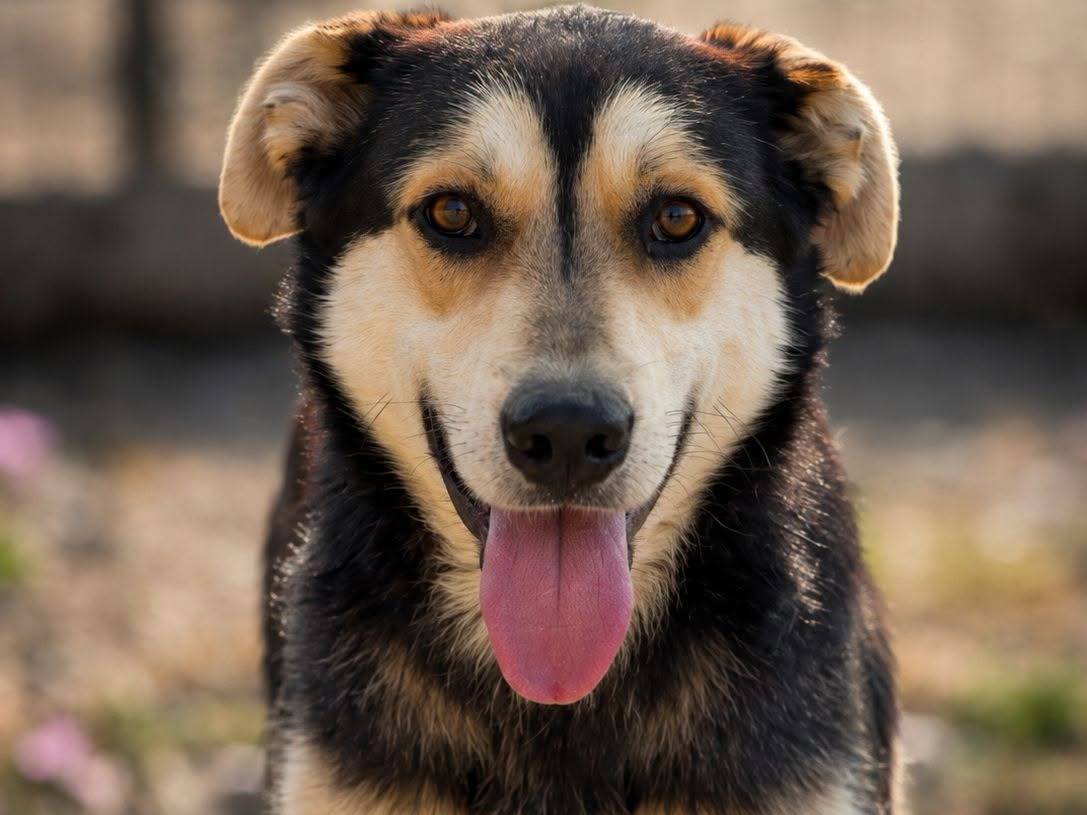 Adozione cane, maschio, Razza sconosciuta Razza sconosciuta, 2 anni e 11 mesi, taglia media, Crotone