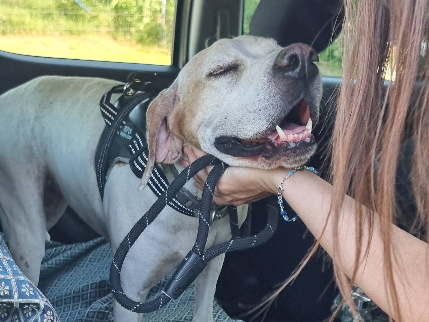 Adozione cane, femmina, Pointer Razza sconosciuta, 7 anni e 2 mesi, taglia media, Pavia