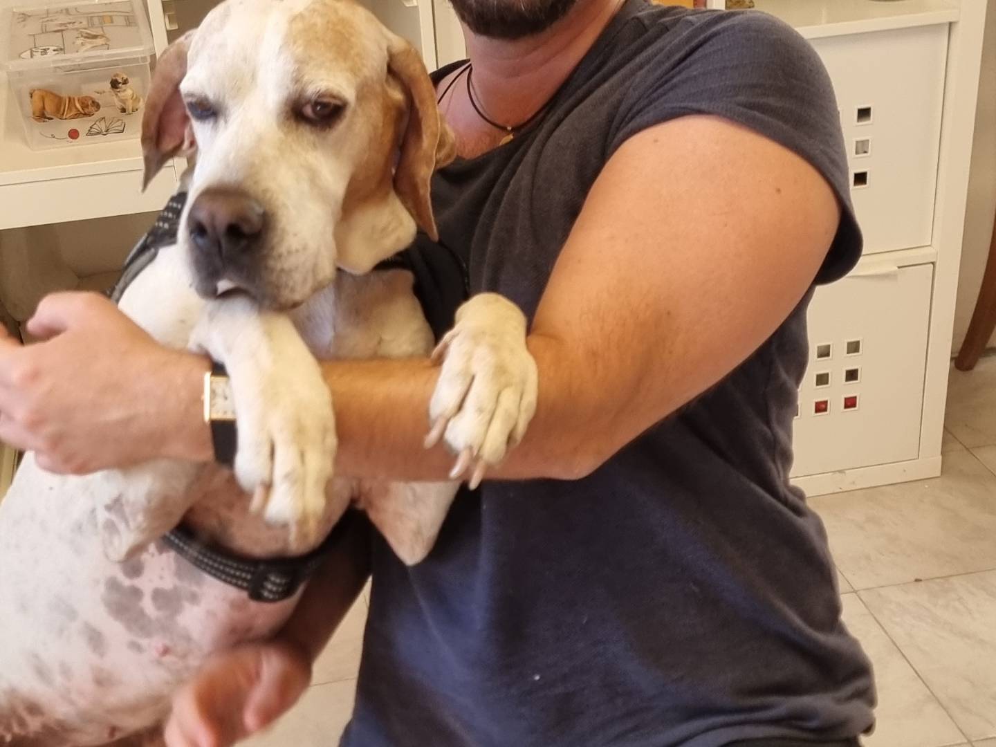 Adotta un cane, femmina, 7 anni e 2 mesi, Pavia