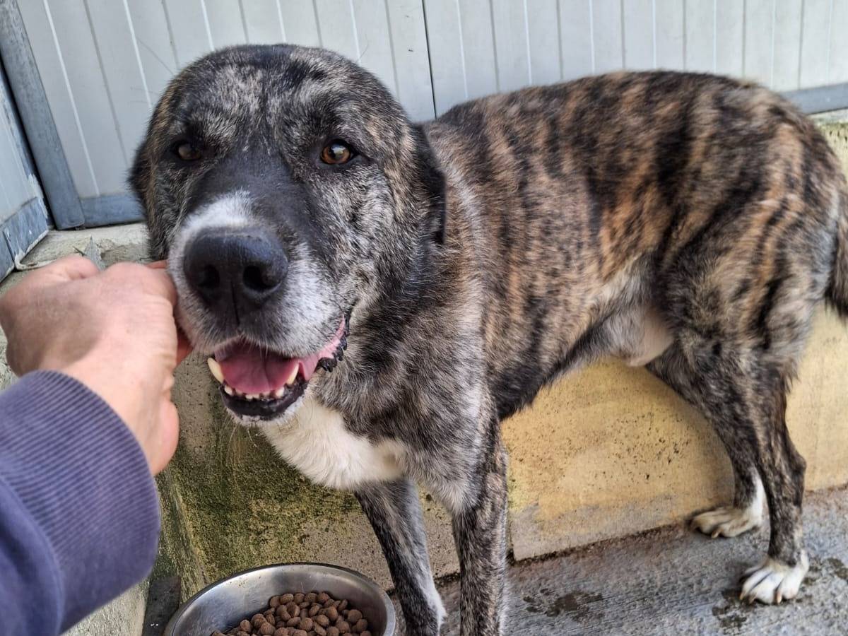 Adotta un cane, maschio, 6 anni e 5 mesi, Asti