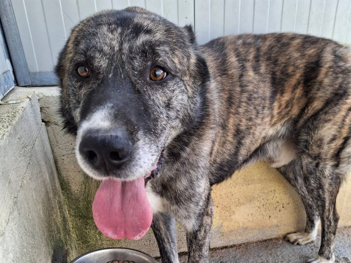 Adotta un cane, taglia grande, maschio, Asti