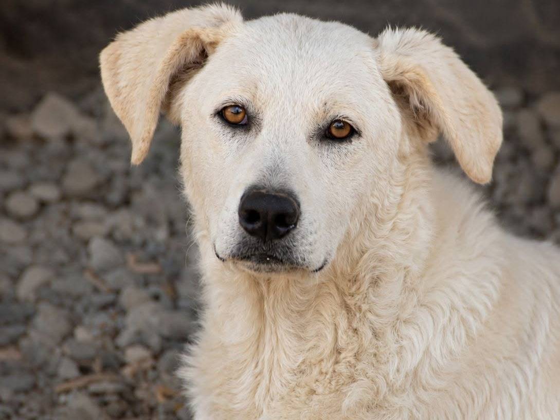 Adozione cane, maschio, Razza sconosciuta Razza sconosciuta, 4 anni e 8 mesi, taglia grande, Crotone