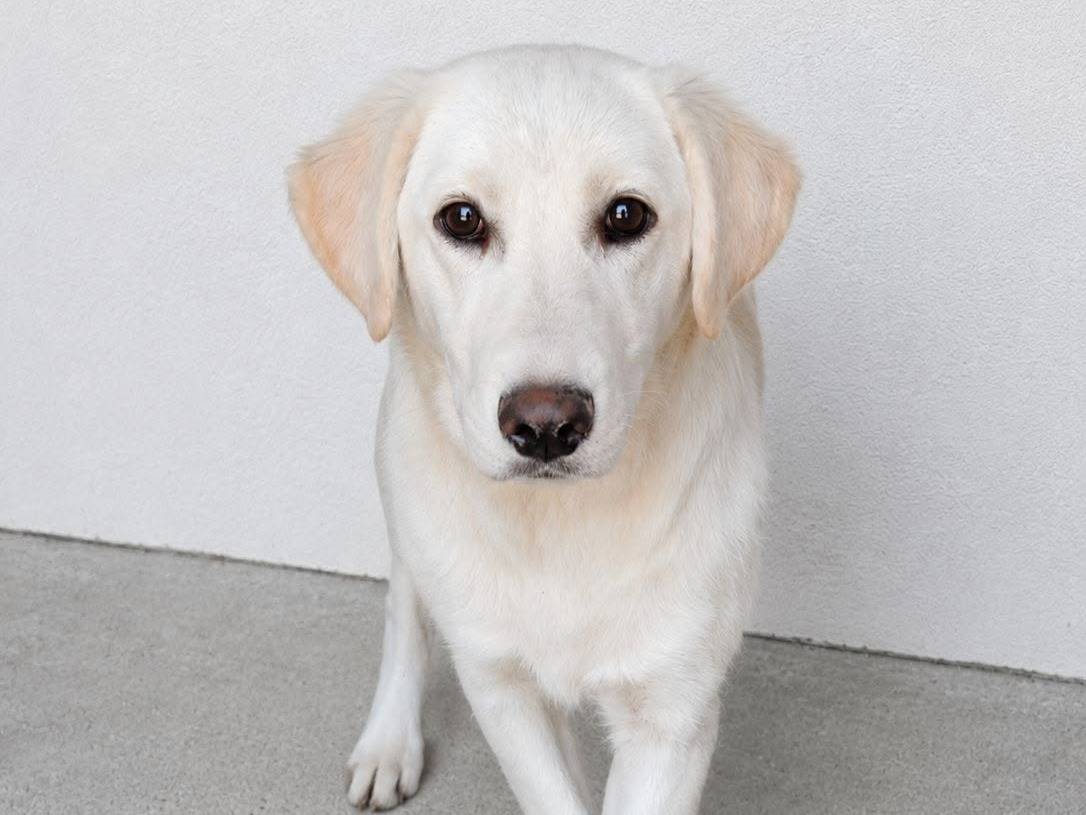 Adozione cane, maschio, Razza sconosciuta Razza sconosciuta, 6 mesi, taglia grande, Crotone