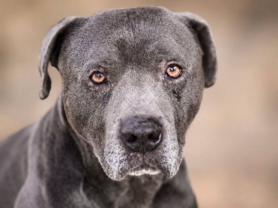 Adozione cane, maschio, Pitbull Razza sconosciuta, 9 anni, taglia grande, Crotone
